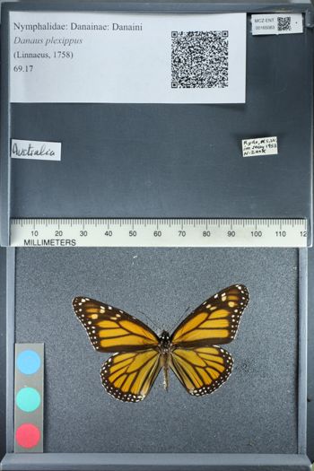 Media type: image;   Entomology 165063